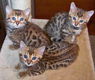 Super Bengaalse kittens hebben een thuis nodig...............,,,,,,,,,,,,,,,........................ - 1 - Thumbnail