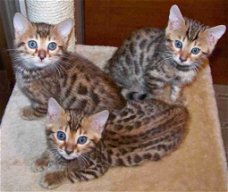 Super Bengaalse kittens hebben een thuis nodig...............,,,,,,,,,,,,,,,........................