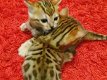 Bengaalse kittens beschikbaar,,,,............. - 1 - Thumbnail