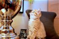 SaleScottish Fold Kittens For Sale - 1 - Thumbnail