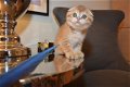 SaleScottish Fold Kittens For Sale - 2 - Thumbnail