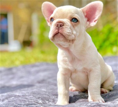 beautiful French Bulldog Puppise for sale - 1