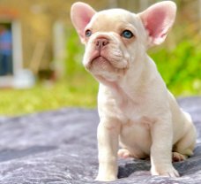 beautiful French Bulldog Puppise for sale