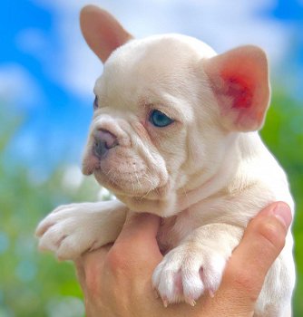 beautiful French Bulldog Puppise for sale - 2