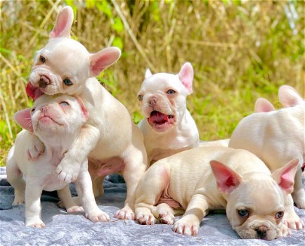 beautiful French Bulldog Puppise for sale - 3