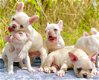 beautiful French Bulldog Puppise for sale - 3 - Thumbnail