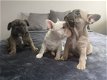 prachtige Franse Bulldog pup te koop - 1 - Thumbnail
