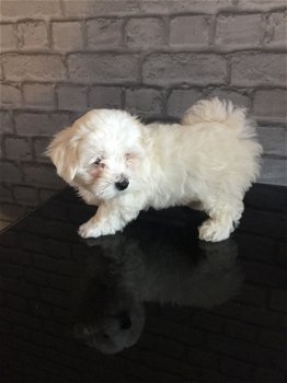 pure Maltese Puppies for sale - 1