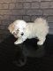 pure Maltese Puppies for sale - 1 - Thumbnail