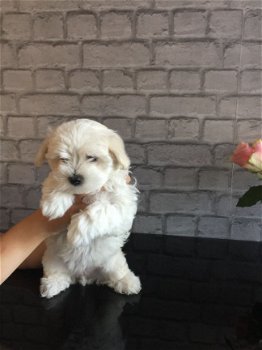 pure Maltese Puppies for sale - 2