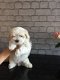 pure Maltese Puppies for sale - 2 - Thumbnail