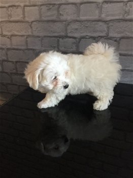 pure Maltese Puppies for sale - 3
