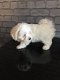 pure Maltese Puppies for sale - 3 - Thumbnail