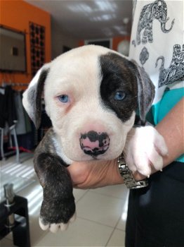 pure american bulldogPuppies for sale - 1