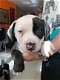 pure american bulldogPuppies for sale - 1 - Thumbnail