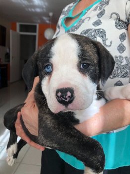 pure american bulldogPuppies for sale - 2