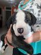 pure american bulldogPuppies for sale - 2 - Thumbnail