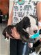 pure american bulldogPuppies for sale - 3 - Thumbnail