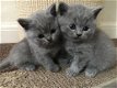 Blauwe Britse korthaar kittens - 1 - Thumbnail