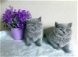 Britse shorthaire kittens - 1 - Thumbnail