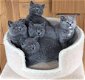 5 Britse kittens met kort haar Bsh geregistreerd - 1 - Thumbnail