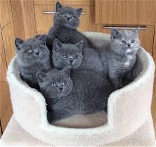 5 Britse kittens met kort haar Bsh geregistreerd