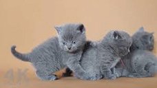 Brits Korthaar Kittens