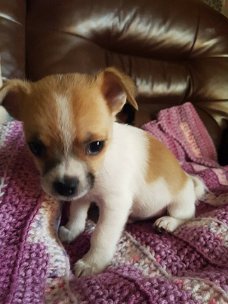 Chihuahua Puppies voor adoptie