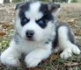 Klassieke Siberische Huskies-puppy's - 1 - Thumbnail
