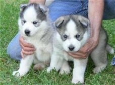 Leuke mannelijke en vrouwelijke Husky pups