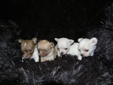 Leuke Chihuahua Puppies beschikbaar - 1