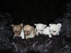 Leuke Chihuahua Puppies beschikbaar
