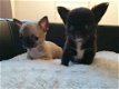 Mooi Chihuahuapuppy S Te Koop - 1 - Thumbnail