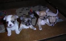 Theekopje Chihuahua Puppies ter adoptie