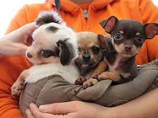 ? Schattige Chihuahua Pups Beschikbaar.