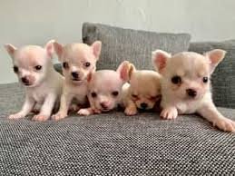 Chihuahua pups te koop. - 1