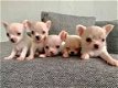 Chihuahua pups te koop. - 1 - Thumbnail