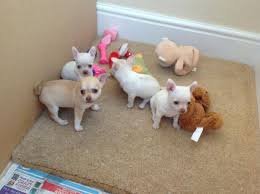 Awesome Chihuahua pups voor adoptie - 1