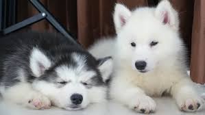 Mooie mannelijke en vrouwelijke Siberische Husky-puppy - 1