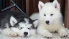 Mooie mannelijke en vrouwelijke Siberische Husky-puppy - 1 - Thumbnail