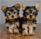 Kerst Yorkie-puppy's beschikbaar voor uw gezin - 1 - Thumbnail