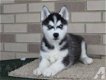 Zoete speelse Siberische Husky Puppies voor adoptie - 1 - Thumbnail
