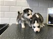 Lovely Husky Pups te koop - 1 - Thumbnail