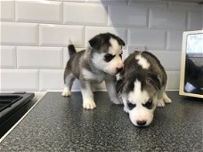 Lovely Husky Pups te koop