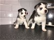 Lovely Husky Pups te koop - 2 - Thumbnail