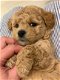 Twee Maltipoo-puppy's te koop - 1 - Thumbnail