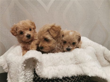 Twee Maltipoo-puppy's te koop - 2