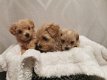 Twee Maltipoo-puppy's te koop - 2 - Thumbnail