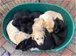 Twee Labrador Retriever-puppies te koop - 1 - Thumbnail