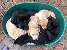 Twee Labrador Retriever-puppies te koop